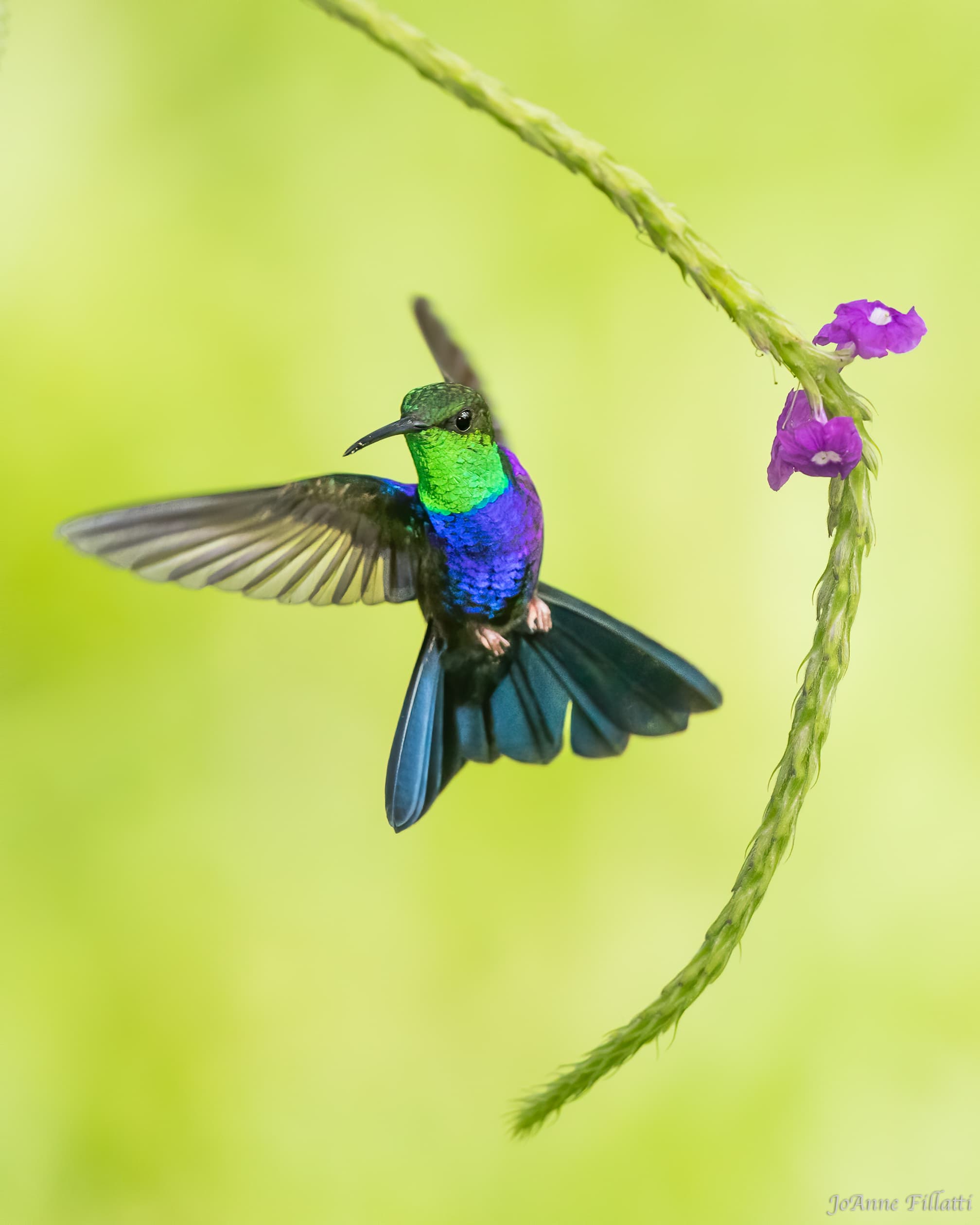 bird of peru image 7